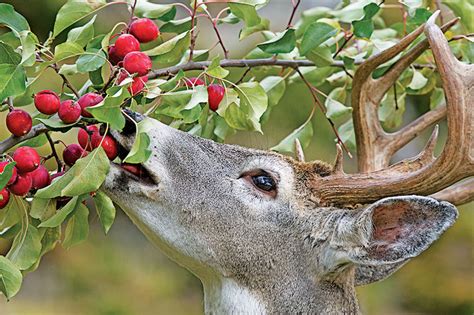 Understanding A Whitetail’s Diet Bowhunters United