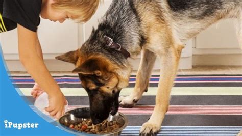 The Best Dog Foods For German Shepherds 2022 Reviews
