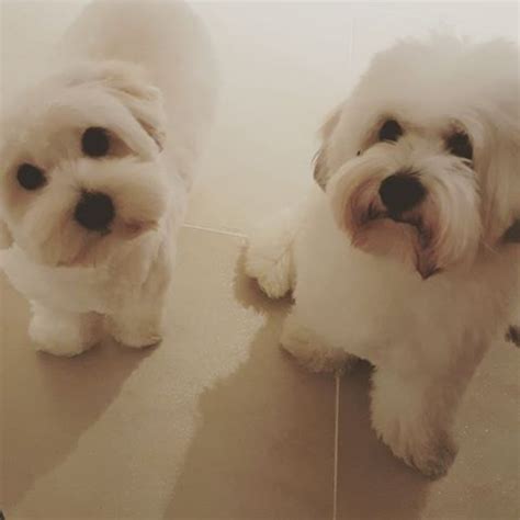 '핵 단추'라고 불리는 이 20kg 짜리 가방은 사실 핵발사 명령 장치다. 대도서관(방송인)