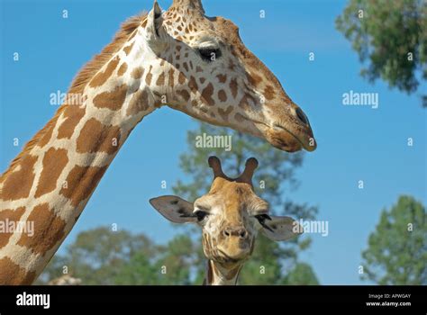 Baby Giraffe Hi Res Stock Photography And Images Alamy