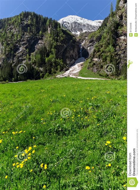 Spring Green Meadow With Flowers And Snowy Mountains In The Background