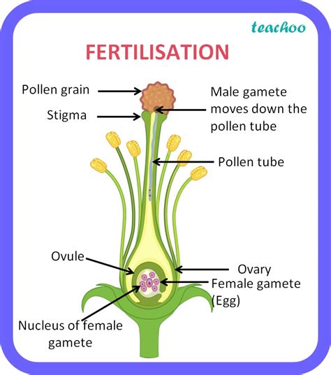 Describe The Process Of Seed Formation In A Flowering Plant Teachoo