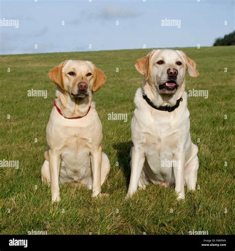 Happy Labrador Retrievers Hi Res Stock Photography And Images Alamy
