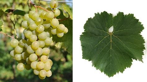 Chinuri White Wine Grape Variety Wine Searcher