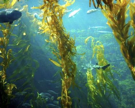 What Is Sea Kelp Blog Healthy Options