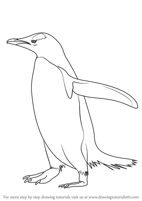 To view these resources with no ads, please login or subscribe (and help support our site). Learn How to Draw a Gentoo Penguin (Antarctic Animals ...