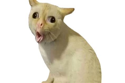 this viral coughing cat meme is hilarious likefigures