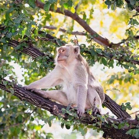 Monkey In Natural Habitat Forest And Jungle Sitting On Tree Stock