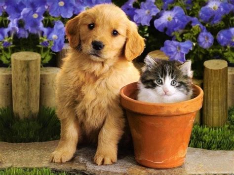 Cute Dogs And Cats Wallpapers Wallpaper Cave
