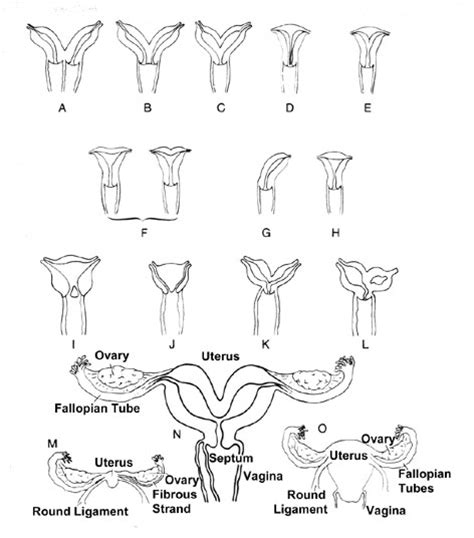 Vagina Anatomy Encyclopedia Britannica