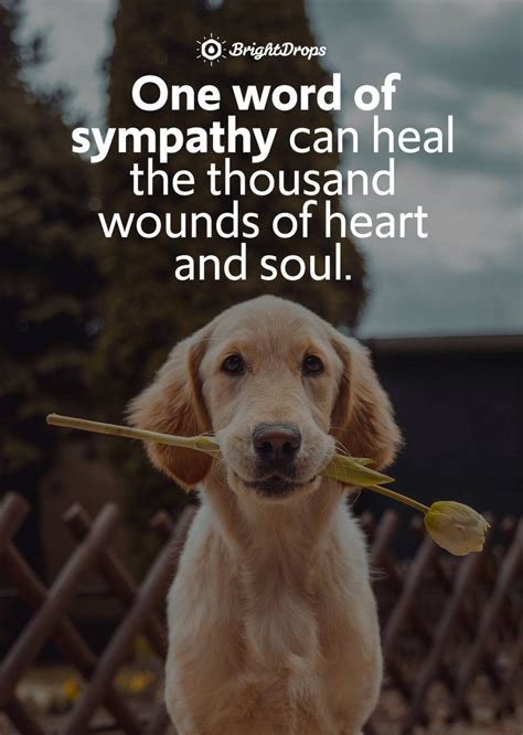 21 Quotes On The Importance Of Being Sympathetic Bright Drops