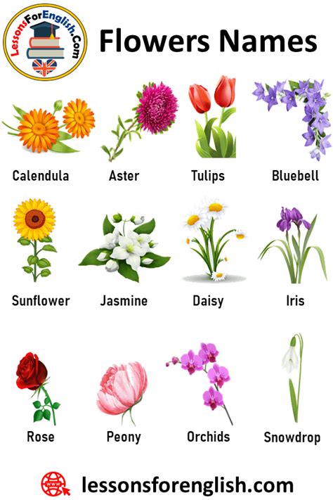 100 Flowers Names And Definitions Lessons For English