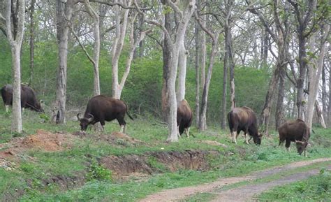 Bandipur National Park And Tiger Reserve Karnataka