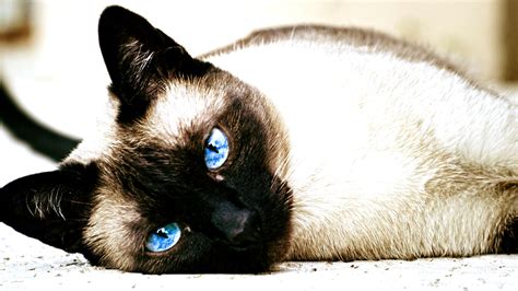 Cat Siamese Cats Animals Blue Eyes Wallpapers Hd Desktop And