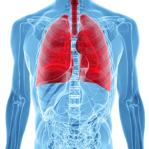 Here are some facts that give an idea of the function of lungs and the important roles they play in keeping you healthy. Cleveland Pulmonary Embolism And DVT Attorney | Cuyahoga ...