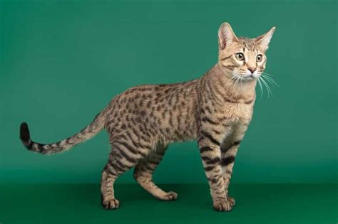 Serengeti Cat Breed Information And Facts Pictures Pets Feed