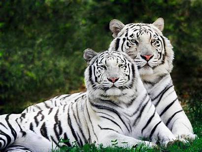 Tiger Lion Tigers Wallpapers Desktop Siberian Backgrounds