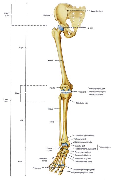 Bones Of The Leg And The Foot Skeleton Of The Hindlimb