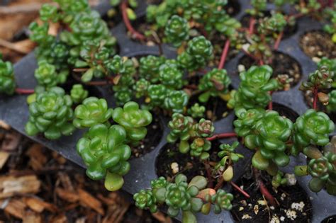 Fern Hill Nursery And Botanical Sanctuary Edible Medicinal And