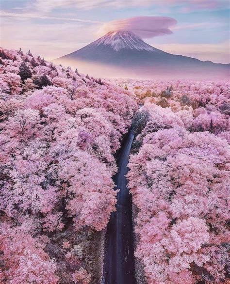 Cherry Blossoms In Full Bloom At The Base Of Mt Fuji Rpics
