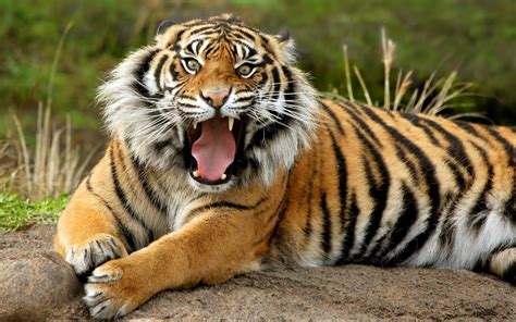 Animals Tiger Wallpapers Dangerous Animals