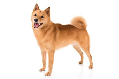 Finnish Spitz Dog Breed Information