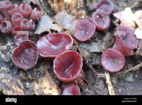 Purple Jelly Disc Ascocoryne Sarcoides On Dead Tree Trunk Stock Photo