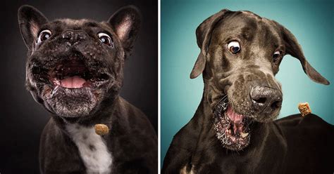 20 Photos Of Dogs Experienced In Catching Food On The Pets R Priority