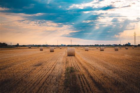 フリー写真画像 干し草の山 干草畑 太陽の光 太陽光線 日当たりの良い 収穫 農業 フィールド ランドス ケープ 農村