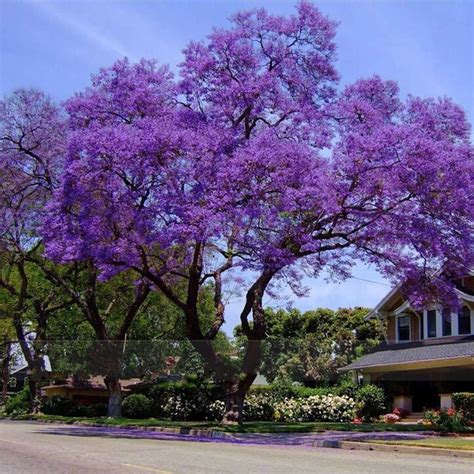 Top 10 Fastest Growing Trees In The World