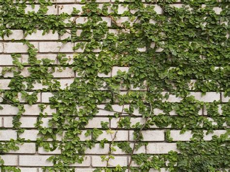Green Ivy On Wall Stock Photo Of A White Brick Wall With Growing Green