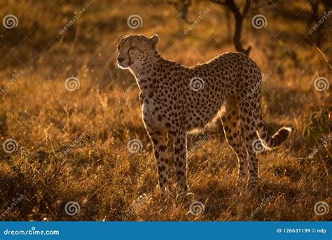 Backlit Cheetah Standing In Grass At Sunset Stock Image Image Of Dusk
