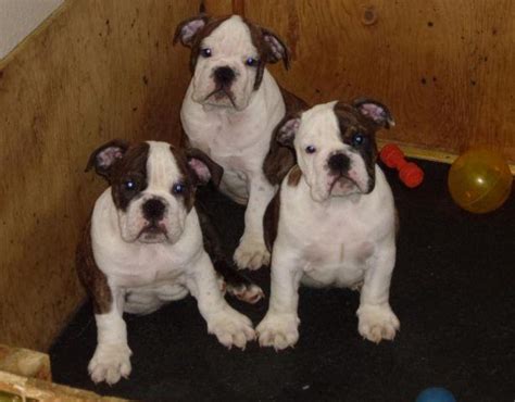 Puppies are available occasionally, definitely not every month of the year. AKC English Bulldog Puppies!! for Sale in Medford, Oregon ...