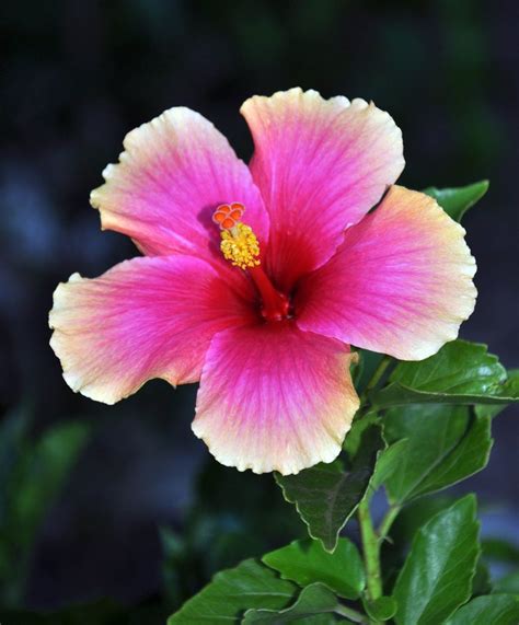 Maui Flowers Flickr Photo Sharing Exotic Flowers Amazing Flowers