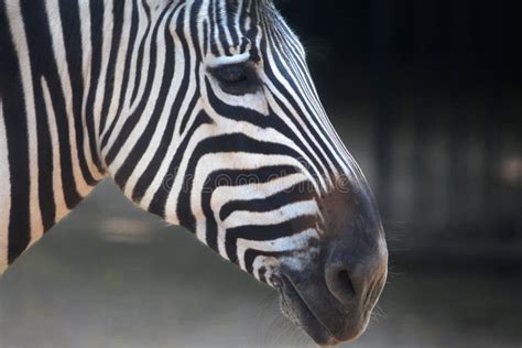 Zebra Stripes Stock Image Image Of Black African Body 1602071