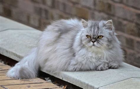 Persian Cat Information And Cat Breed Facts Pets Feed