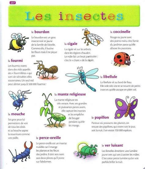Épinglé Par Yolène Valla Sur Les Petites Bêtes Insectes Education