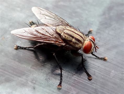 Musca Domestica Mist