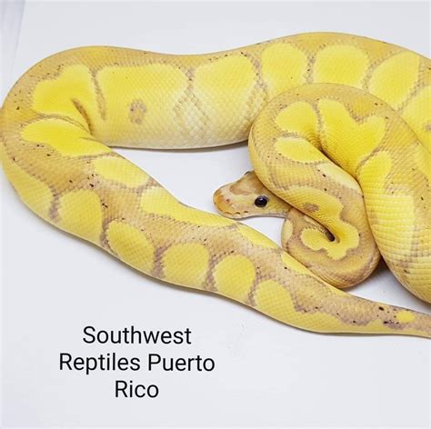Southwest Reptiles Puerto Rico