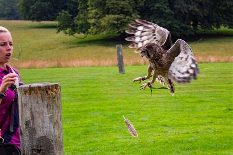 National Centre For Birds Of Prey Helmsley Photo Gallery Make Life Wild