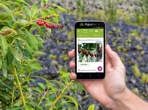 The 3 Best Free Plant Identification Apps Of 2020 For Dayton Gardeners