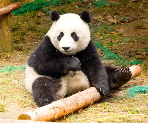 Hidden Unseen Cute Giant Pandas At Sichuan