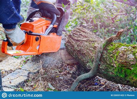 Tree Felling With A Large Chainsaw Cutting Into Tree Trunk Motion Blur