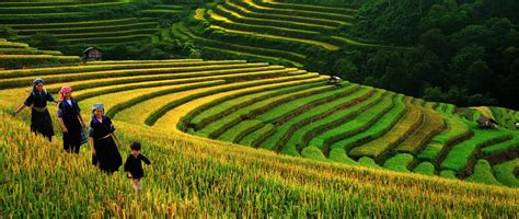 Terraced Rice Fields In Sapa The Charming Of Sapa