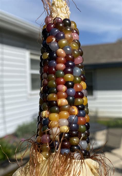 Glass Gem Corn Harvested From My Garden This Morning Love The Colors