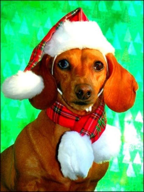 Santas Dog Hat By Puppia Red Plaid Baxterboo