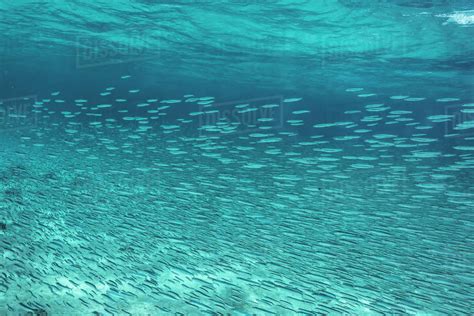 School Of Fish Swimming Underwater In Blue Ocean Vavau Tonga