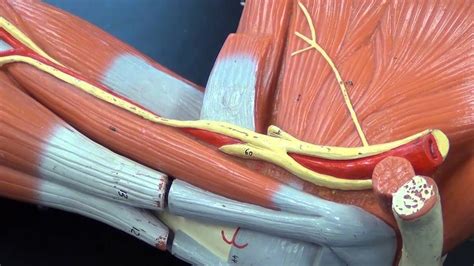 Muscles Of The Scapula And Shoulder Region Youtube