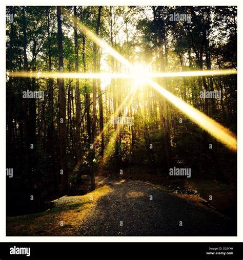 Sunlight Coming Through Trees In The Woods Stock Photo Alamy