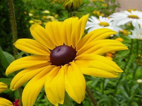 Rudbeckia Yellow Flower Image Picture Photo Printable Poster ...